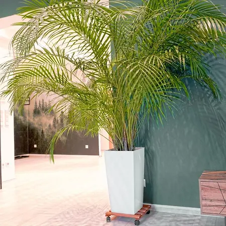 Hama Design Homes شقة